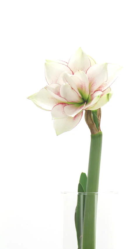 Time lapse of opening Elvas amaryllis in bulb vase, vertical orientation Video stock 333636555