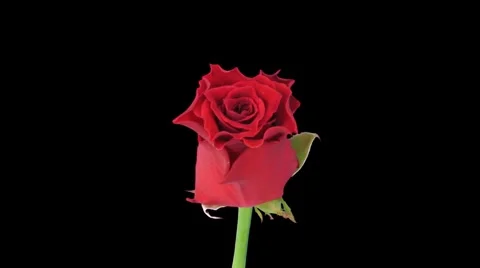 Time-lapse of opening "Escada" rose 2c Stock Footage 5087745