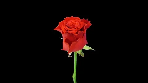 Time-lapse of opening Escada rose with ALPHA channel Stock Footage 81943177