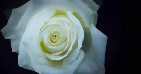 Time-Lapse Of Opening Escimo Rose Stock Footage 145897242