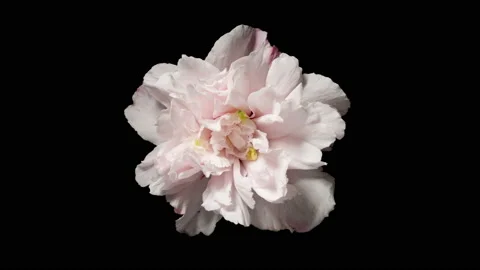 Time-lapse opening flower on black background reverse from withering to blooming Stock Footage 209141822