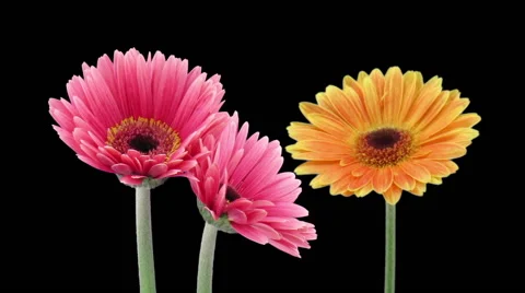 Time-lapse of opening gerbera flowers, RGB + ALPHA matte (720p) Stock-Footage 56902204
