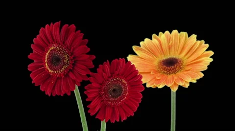 Time-lapse of opening gerbera flowers in RGB + ALPHA matte format (720p) Stock Footage 56902213