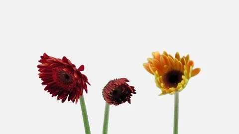 Time-lapse of opening gerbera flowers with ALPHA channel Stock Footage 82989918