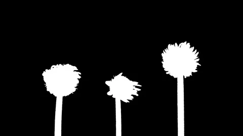 Time-lapse of opening gerbera flowers in RGB + ALPHA matte format Stock Footage 84714907