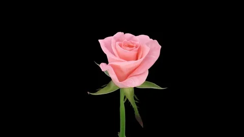 Time-lapse of opening Girlfriend rose with ALPHA channel Stock Footage 81943224