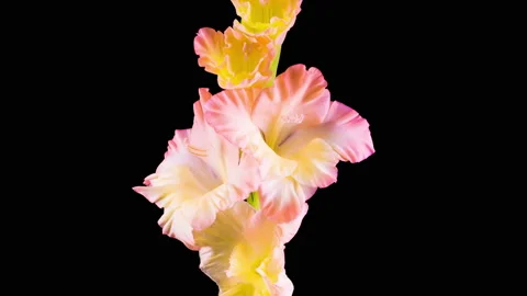 Time lapse of Opening Gladiolus Flower Stock Footage 114565967