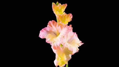 Time lapse of Opening Gladiolus Flower Stock Footage 115086790