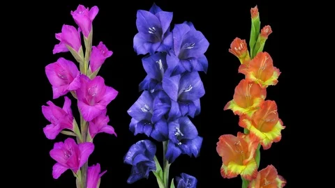 Time-lapse of opening gladiolus flowers with ALPHA channel Stock Footage 84004753