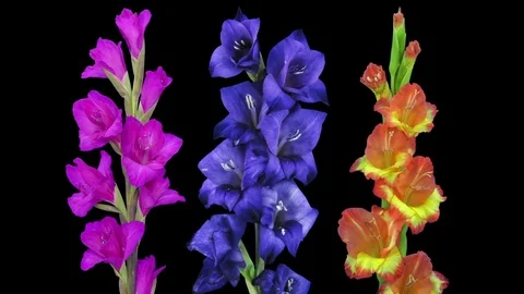 Time-lapse of opening gladiolus flowers in RGB + ALPHA matte format Stock Footage 84381122