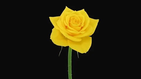 Time-lapse of opening Golden gate rose with ALPHA channel Stock Footage 76041399