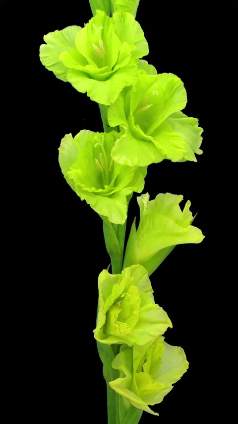 Time lapse of opening green gladiolus flower Stock Footage 305144485