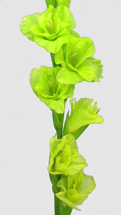Time lapse of opening green gladiolus flower with ALPHA channel Stock Footage 320166947