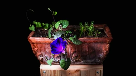 Time Lapse - Opening, growing and Blooming Morning Glory Flower Black Background Stock Footage 239766867