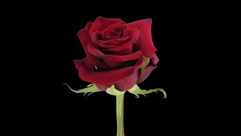 Time-lapse of opening Happy Hour rose with ALPHA channel Stock-Footage 73291336