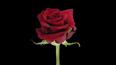 Time-lapse of opening Happy Hour rose with ALPHA channel Stock Footage 80477956