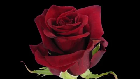 Time-lapse of opening Happy Hour rose 4c Video stock 81943293