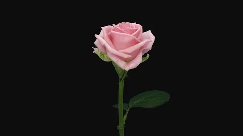 Time-lapse of opening Heaven rose with ALPHA channel Stock Footage 96904752