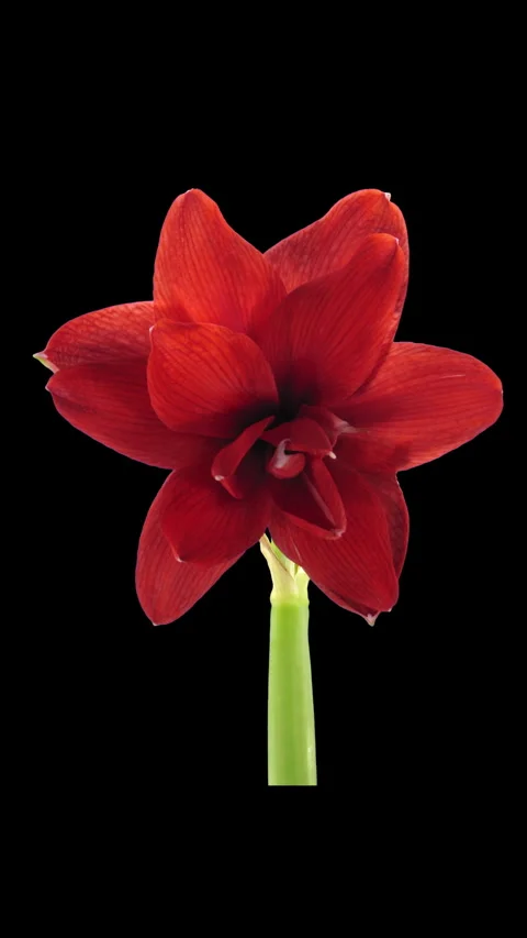 Time lapse of opening Hot Peacock amaryllis, vertical orientation Stock Footage 296545811