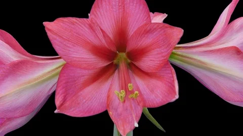 Time-lapse of opening Hot Pink amaryllis with ALPHA channel Stock Footage 77151986