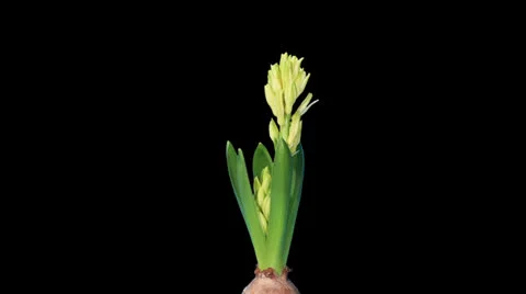 Time-lapse opening hyacinth flower  Stock Footage 24474567