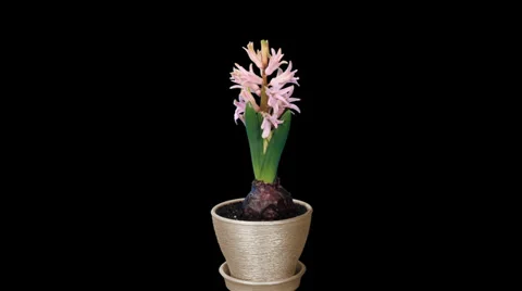 Time-lapse opening hyacinth flower buds ALPHA matte Stock Footage 34943949