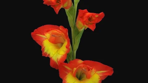 Time-lapse of opening hybrid gladiolus flower with ALPHA channel Stock Footage 101220933