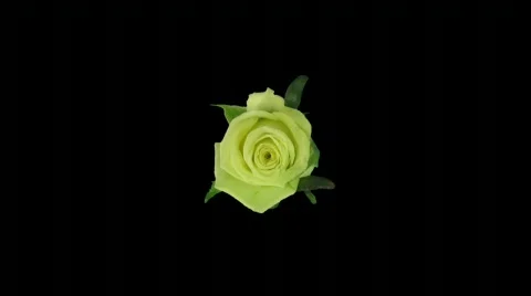 Time-lapse of opening "Jade" rose with alpha matte 2aa (720p) Vidéo 643438