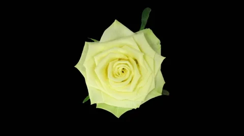 Time-lapse of opening "Jade" rose in RGB + ALPHA matte format, top Stock Footage 51800959
