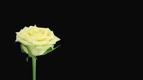 Time-lapse of opening Jade rose with ALPHA channel Stock Footage 80478023