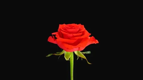 Time-lapse of opening Jaguar rose with ALPHA channel Video stock 76068510
