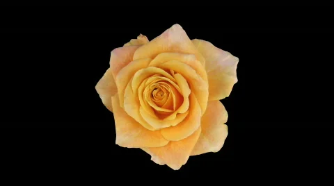 Time-lapse of opening "Jazz" rose with alpha matte 2 top Stock Footage 539279