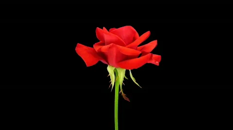 Time-lapse of opening "Kardinal" rose with alpha matte 2 Stock Footage 539280