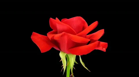 Time-lapse of opening "Kardinal" rose with alpha matte 2a Stock Footage 539283