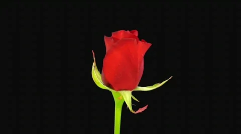 Time-lapse of opening "Kardinal" rose with alpha matte 2a (720p) Stock-Footage 644822