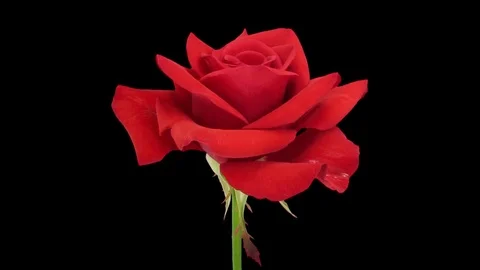 Time-lapse of opening Kardinal rose in RGB + ALPHA matte format Stock Footage 76110349