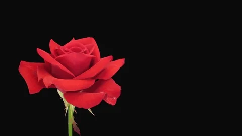 Time-lapse of opening Kardinal rose 3x2 with ALPHA channel Stock Footage 85049771