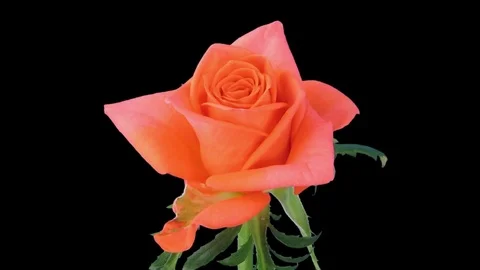 Time-lapse of opening Lambada rose with ALPHA channel Stock Footage 71822292