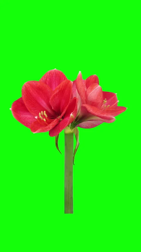 Time lapse of opening light red Brazza amaryllis flower Stock Footage 305299974