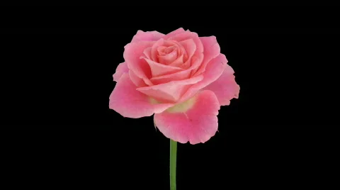 Time-lapse of opening "Lorena" rose with alpha matte 1 Stock Footage 539289