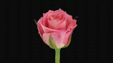 Time-lapse of opening "Lorena" rose with alpha matte 1a (720p) Stock Footage 644861