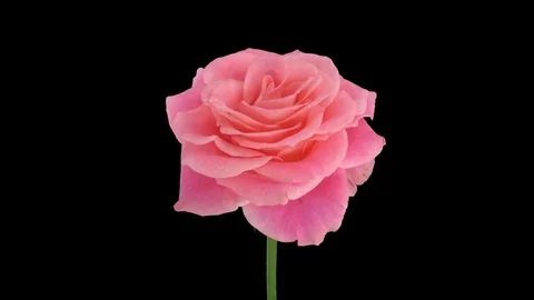 Time-lapse of opening Lorena rose with ALPHA channel Stock Footage 71822762