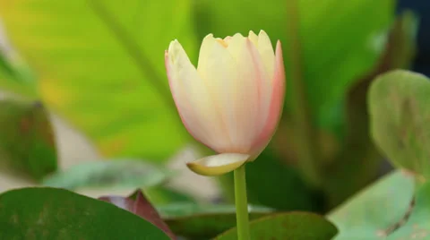 Time lapse opening of lotus or water lily flower Stock Footage 27095173