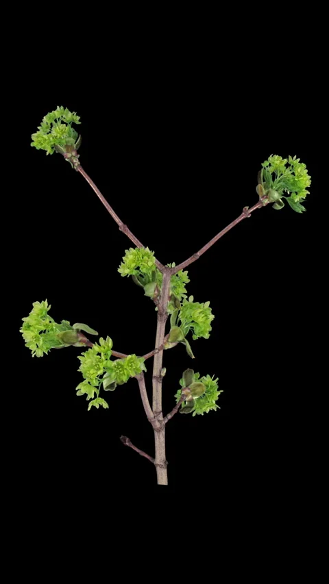 Time lapse of opening maple tree branch Stock Footage 280452535