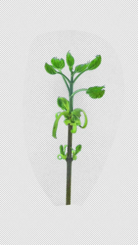 Time lapse of opening maple tree branch with ALPHA channel, vertical orientation Stock Footage 321860091