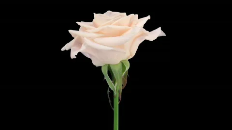 Time-lapse of opening "Medeo" rose with alpha matte 3a Stock Footage 548348