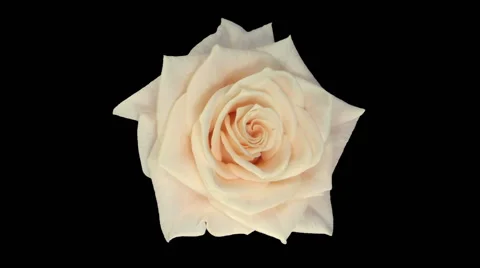 Time-lapse of opening Medeo rose in RGB + ALPHA matte format, top Stock Footage 62995001