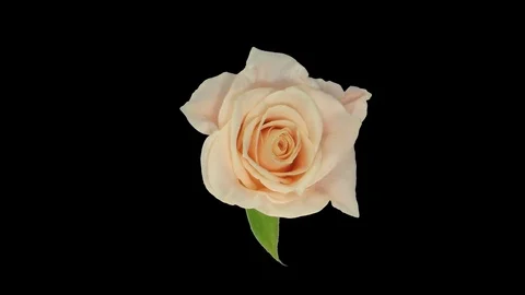 Time-lapse of opening Medeo rose 2K with ALPHA channel, top Vidéo 86421173