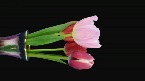 Time-lapse of opening mixed color tulips bouquet alpha matte 1v Stock Footage 620576