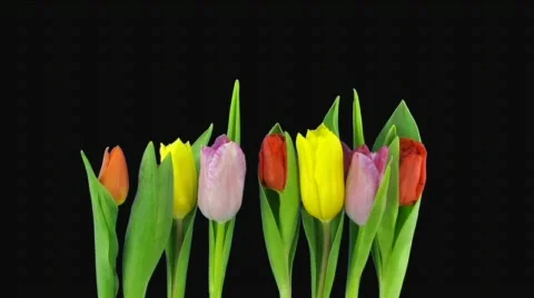 Time-lapse of opening mixed color tulips bouquet alpha matte 6 (720p) Stock Footage 662628